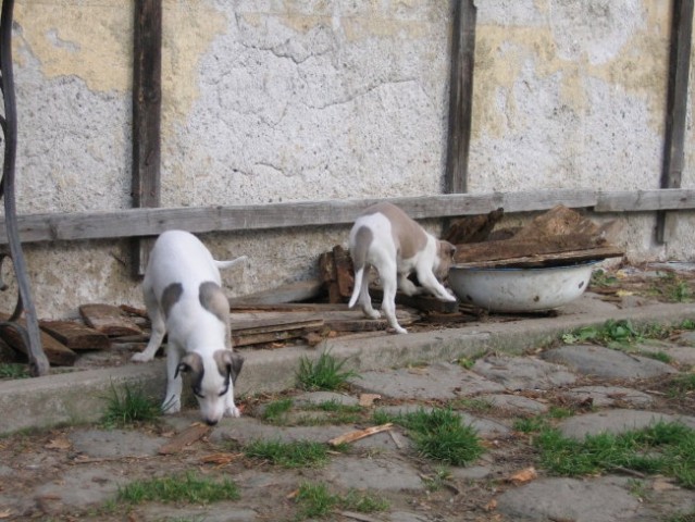 Bajka - leglo 2006 - foto
