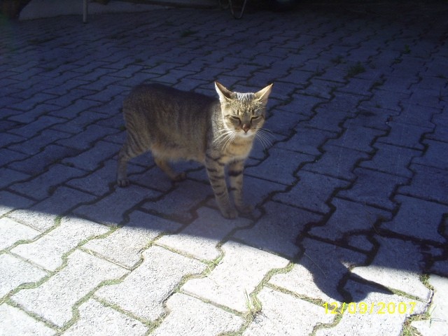 SIMBA 2007 - foto