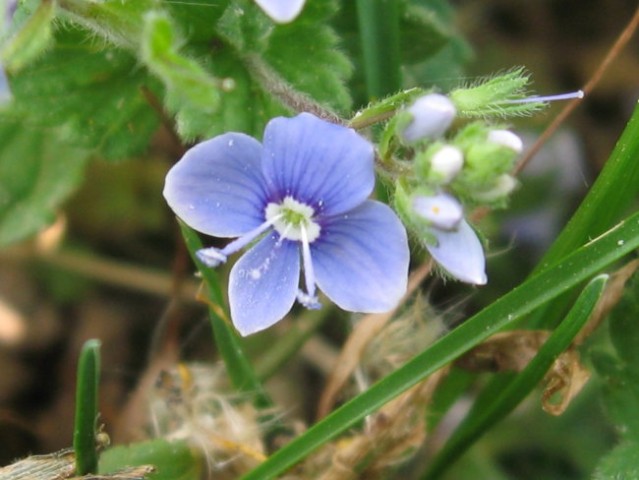 Makro - foto