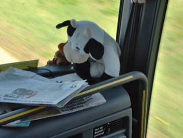 Cow on a bus!