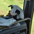 cow on a bus!