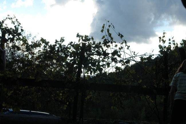 Podstenje 2007 - foto povečava