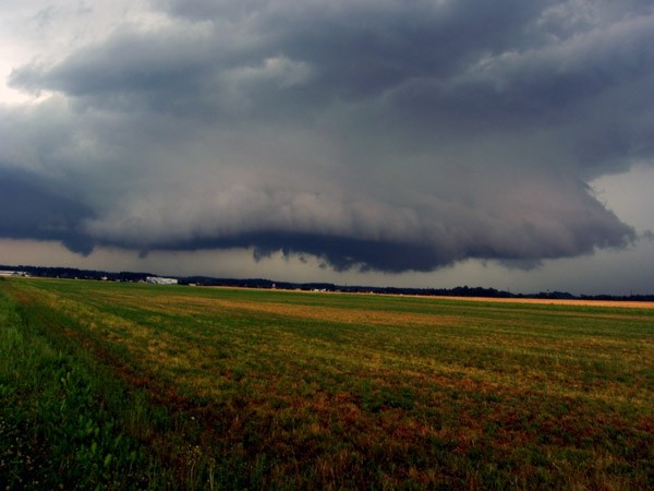 Neurje v kamiku poletje 2006 - foto povečava