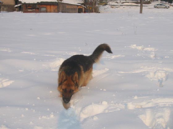 Sneg (04/05) - foto povečava