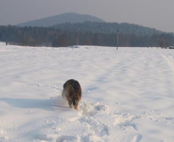 Sneg (04/05) - foto povečava