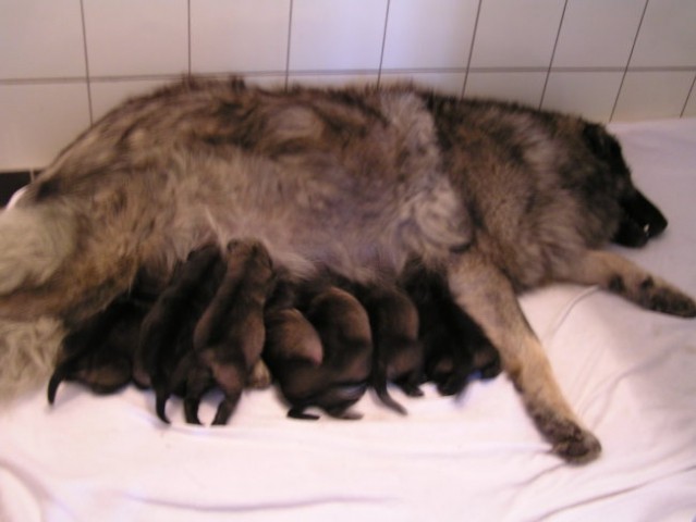 Cita in njenih 7 mladičov