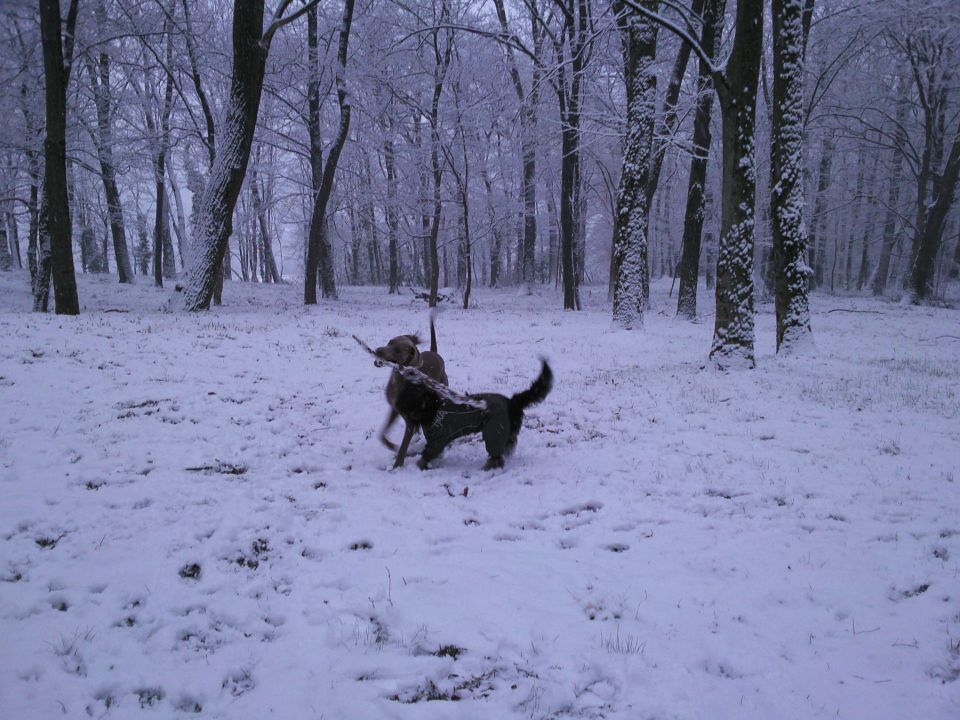 CAROLINA - foto povečava