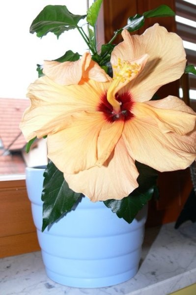 Nežno oranžen hibiskus.