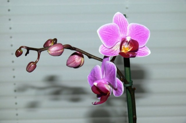 Orhideja za 8. marec.