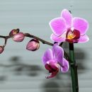Orhideja za 8. marec.