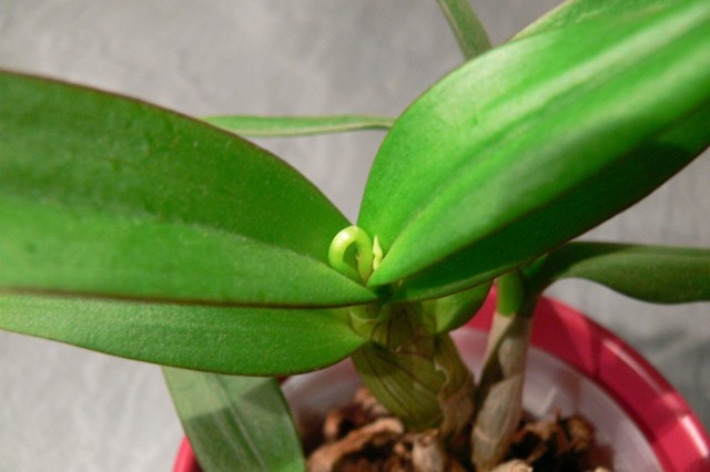 Novi poganjek na mali orhideji
