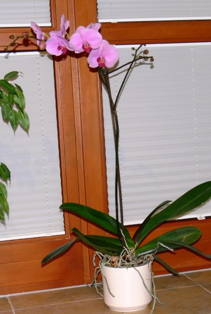 Ogrooomna meterska orhideja
