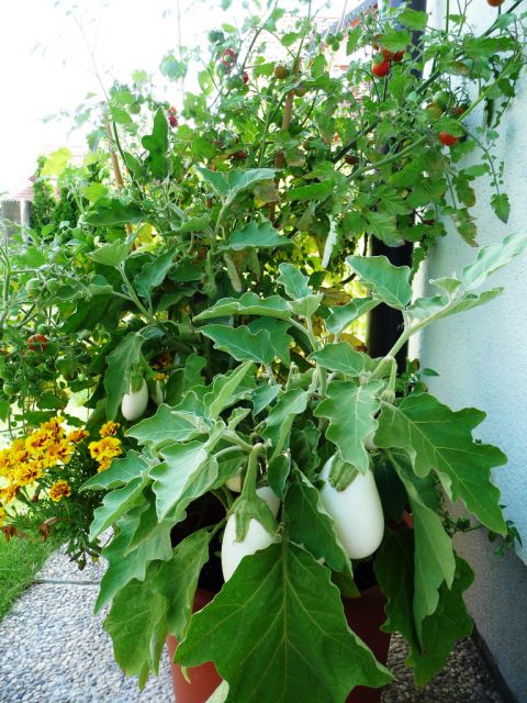 Beli malancani in češnjevi paradižniki