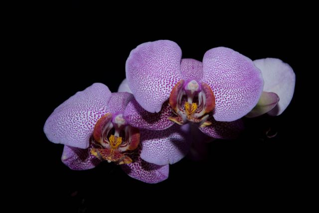 Nekatere od mojih orhidej - foto