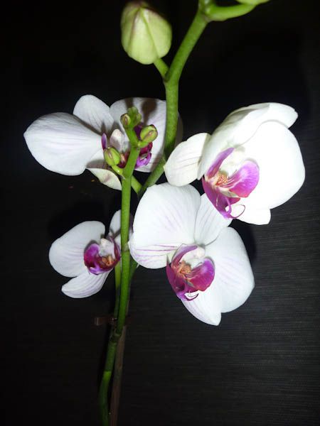 Nekatere od mojih orhidej - foto povečava