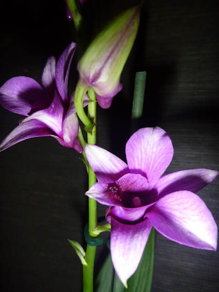 Nekatere od mojih orhidej - foto povečava