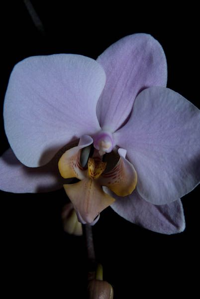 Nekatere od mojih orhidej - foto