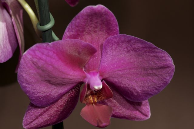 2010 - orhideje - foto