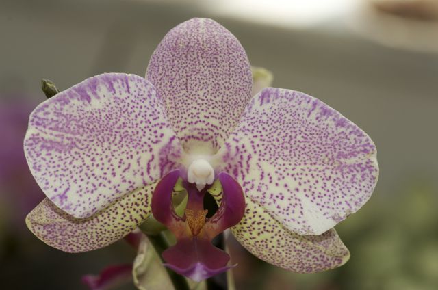 2010 - orhideje - foto