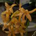 Dendrobium Stardust Firebird