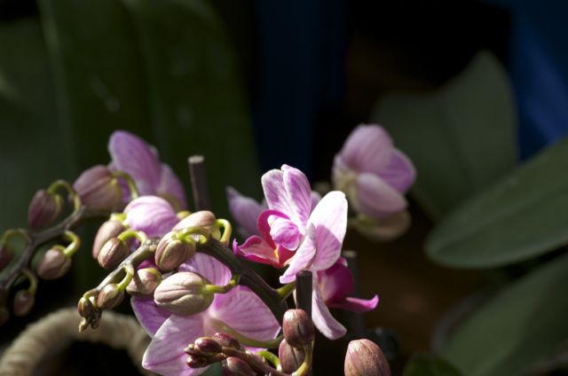 2010 - orhideje - foto povečava