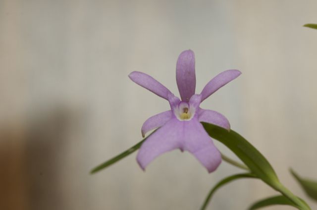 Oerstedella centradenia