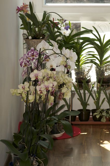 2010 - orhideje - foto povečava