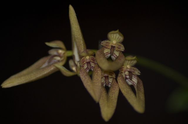 Bulbophyllum ?