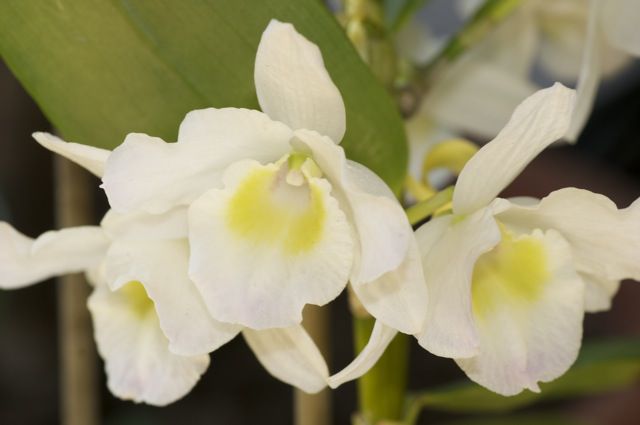 Dendrobium nobile