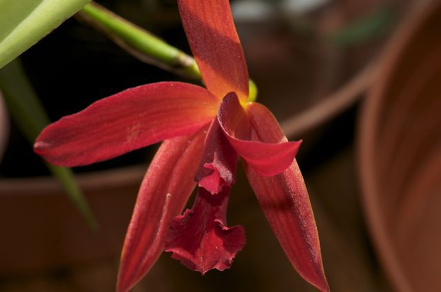 Slc. Kagaribi Dawn 'Red Star'