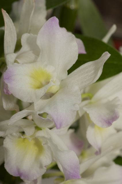 Dendrobium nobile