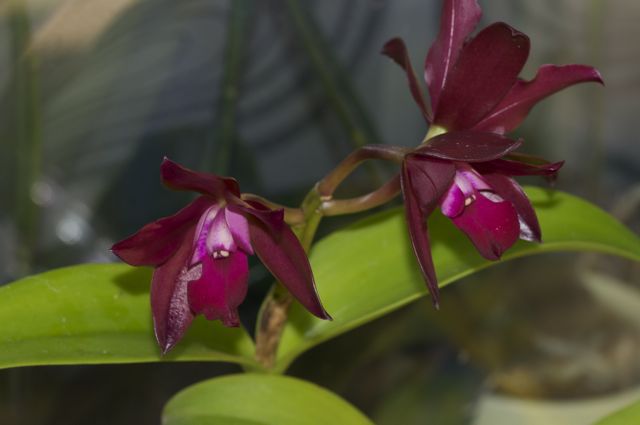 Lc. Sagarik Wax 'African Beauty'