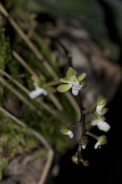 Cleisostoma crochetii