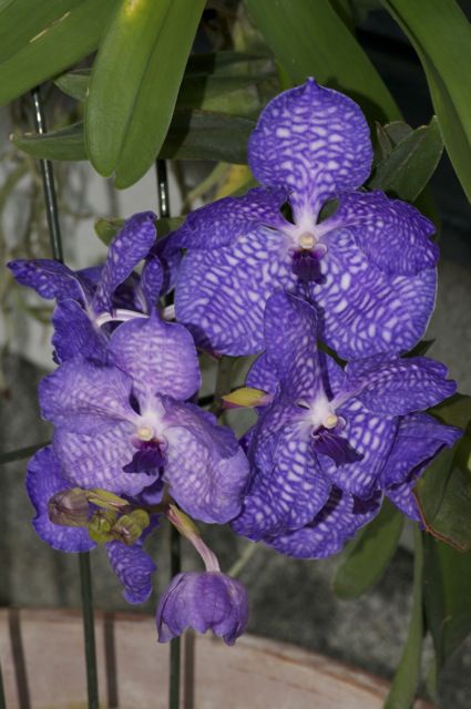 Vanda