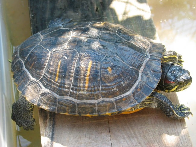 Ribnik in okolica - foto povečava