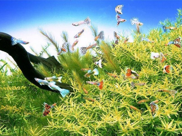 Takashi Amano - foto