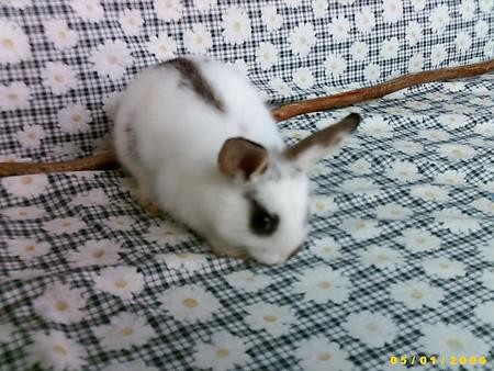 Bunny moj zajček - foto