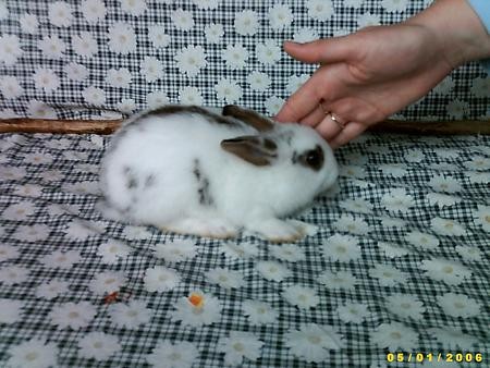 Bunny moj zajček - foto povečava