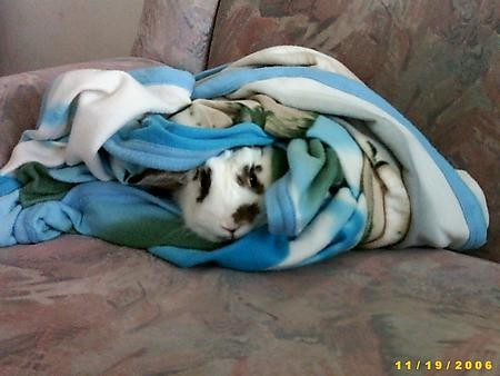 Bunny moj zajček - foto