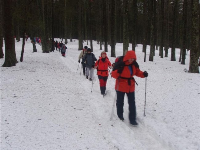 20080112 Osankarica - foto povečava