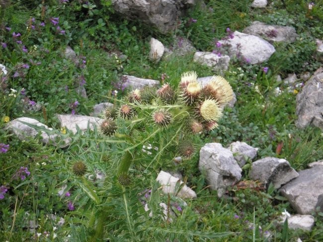 20080722 Korošica - foto povečava