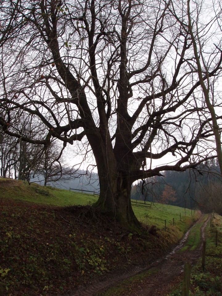 20081115 Iz Dravograda čez Kremžarico na V. K - foto povečava