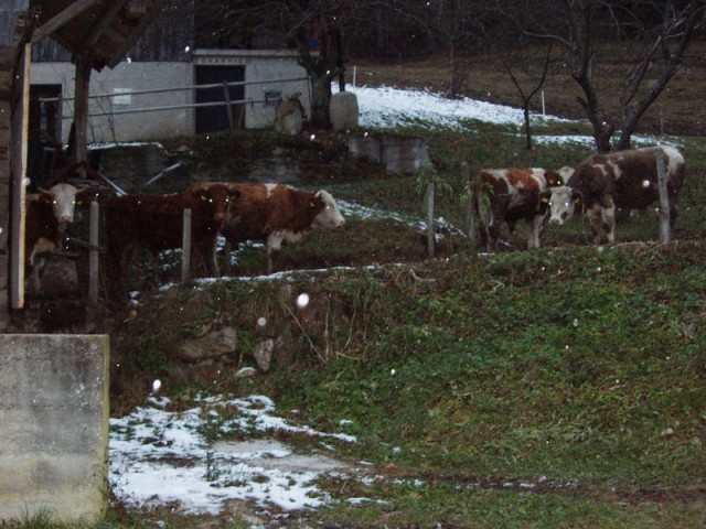 20081128 Paški Špik, Mrzlica, Kal in vrnitev  - foto