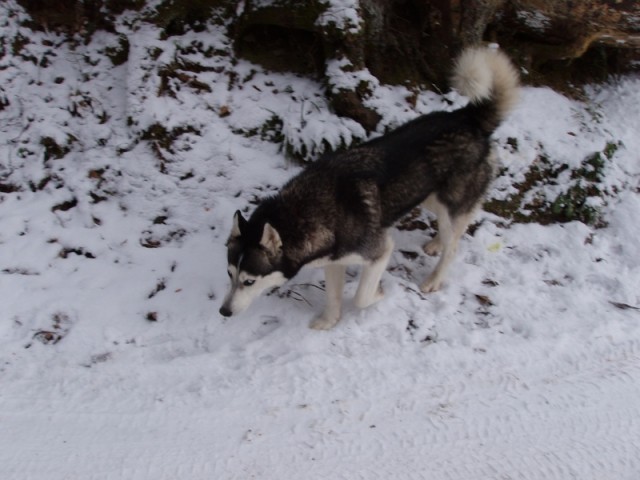 20081128 Paški Špik, Mrzlica, Kal in vrnitev  - foto