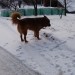 51 Prijazen spremljevalec na delčku poti. 