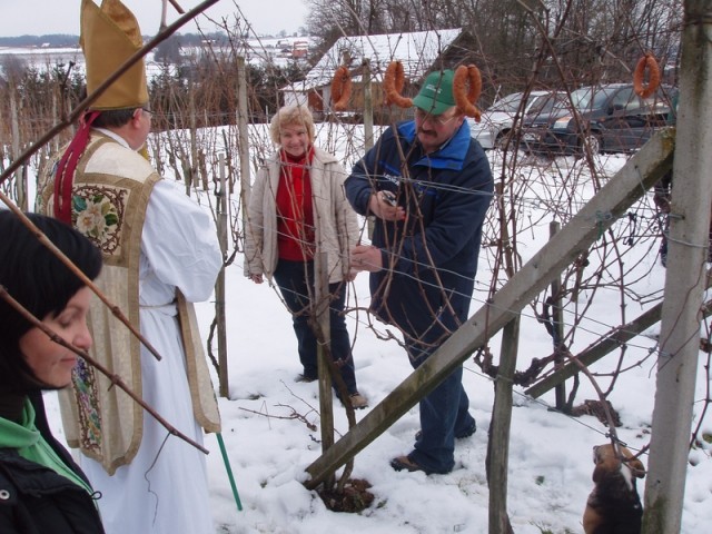 20090131 Blažev pohod-Bogojina, rezanje trsa - foto