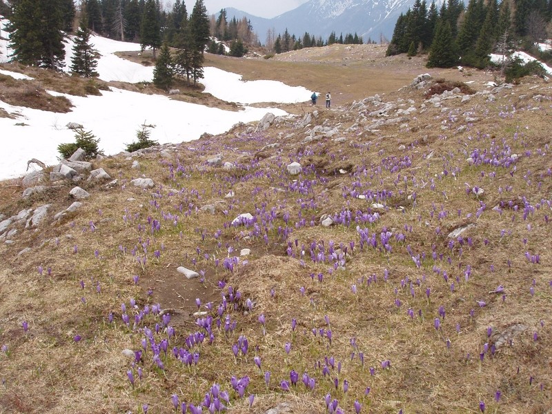 20090503 Velika planina v cvetju - foto povečava