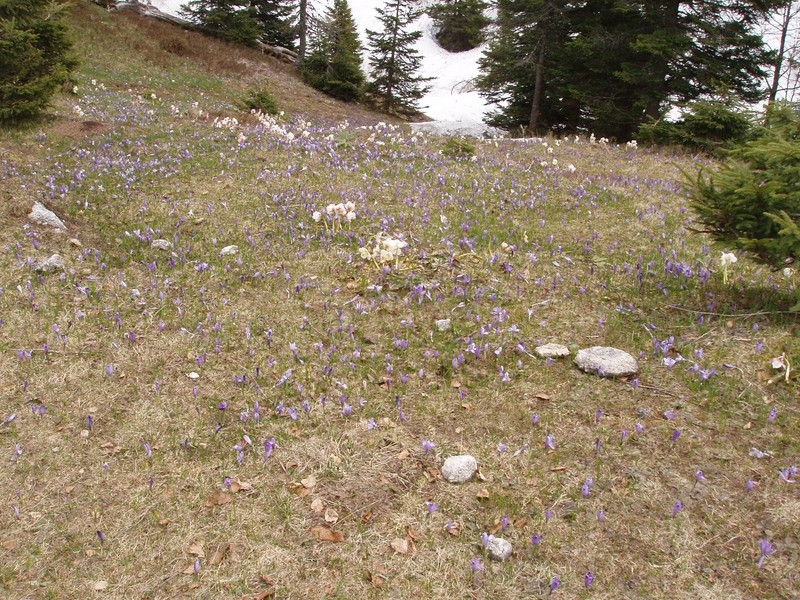 20090503 Velika planina v cvetju - foto povečava