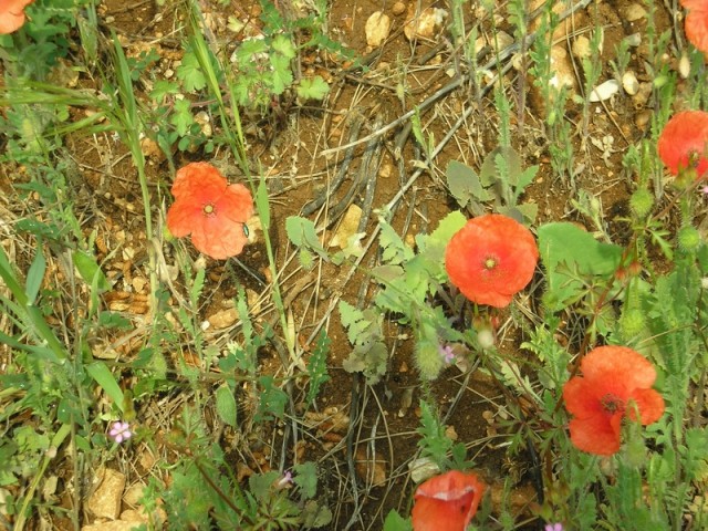 20090430 Cres-Hrvaška - foto