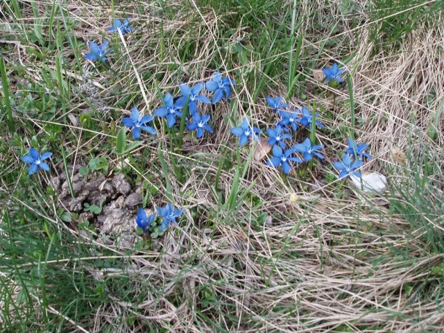 20090510 Ljubelj,Zelenica-koča na Ljubelju,Ve - foto